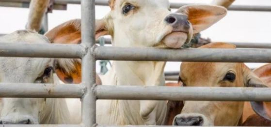 सोनभद एसपी के आदेश  पुलिस फुल एक्शन पुलिस ने 160 गोवंशों को कराया मुक्त, 8 तस्कर गिरफ्तार