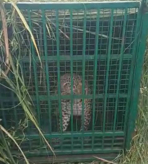 जलालपुर भूड़ में पकड़ा गया आदमखोर गुलदार जलालपुर भूड़ में पकड़ा गया आदमखोर गुलदार