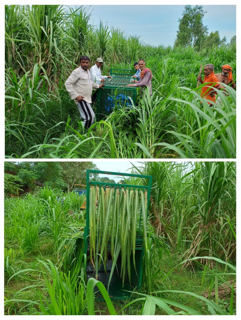 गुलदार ने बछिया को बनाया निवाला