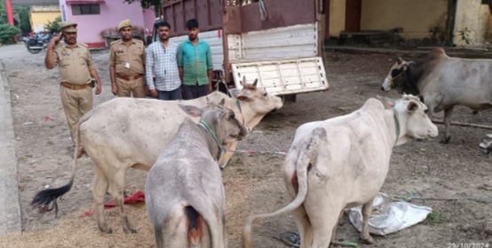 _पशुओ को पिकप वाहन में क्रुरता पूर्वक लादकर ले जाते हुए 02 नफर अभियुक्त गिरफ्तार व एक पिकप संख्या BR45GA8480 से 09 राशि गोवंश बरामद_ _पशुओ को पिकप वाहन में क्रुरता पूर्वक लादकर ले जाते हुए 02 नफर अभियुक्त गिरफ्तार व एक पिकप संख्या BR45GA8480 से 09 राशि गोवंश बरामद_