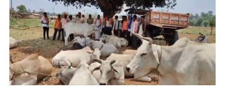 थाना दुद्धी पुलिस को मिली सफलता, 03 नफर पशु तस्कर को किया गिरफ्तार, जंगल के रास्ते से झारखण्ड लेकर ले जा रहे कुल 35 राशि गोवंश बरामद“` थाना दुद्धी पुलिस को मिली सफलता, 03 नफर पशु तस्कर को किया गिरफ्तार, जंगल के रास्ते से झारखण्ड लेकर ले जा रहे कुल 35 राशि गोवंश बरामद“`