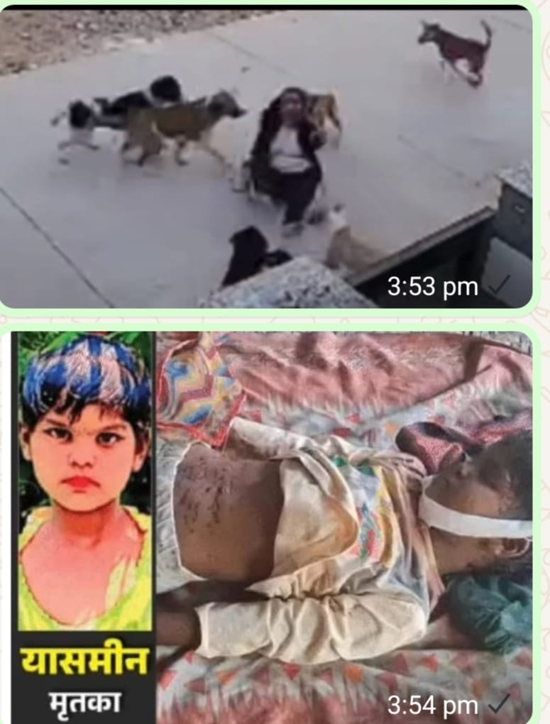 आवारा कुत्तों का झुंड बना 6 वर्षीय बच्ची की मौत का काल आवारा कुत्तों का झुंड बना 6 वर्षीय बच्ची की मौत का काल
