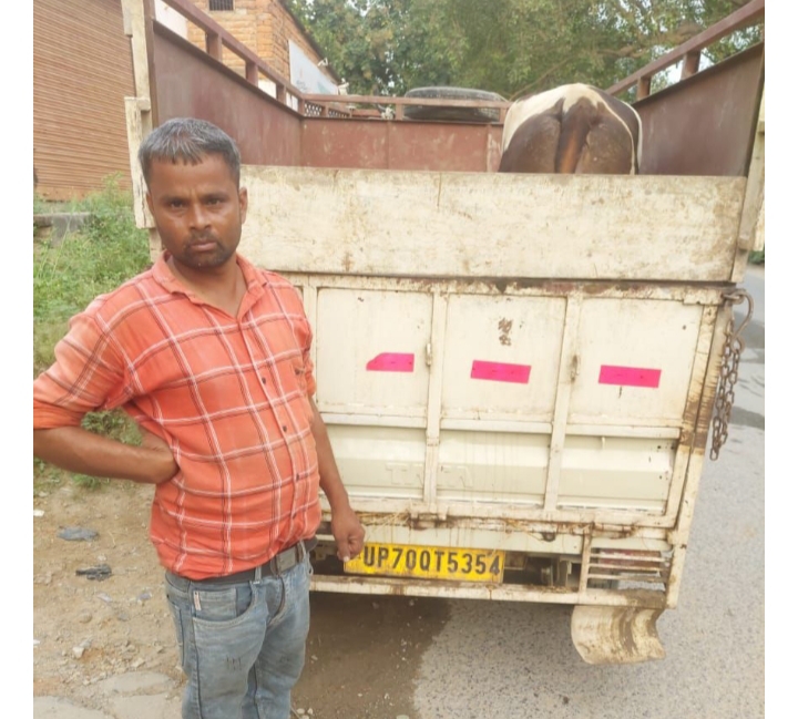 थाना विण्ढ़मगंज पुलिस को मिली बड़ी सफलता, 01 नफर पशु तस्कर को गिरफ्तार कर, कब्जे से एक अदद पीकप में 02 राशि गोवंश (गाय) को किया गया बरामद थाना विण्ढ़मगंज पुलिस को मिली बड़ी सफलता, 01 नफर पशु तस्कर को गिरफ्तार कर, कब्जे से एक अदद पीकप में 02 राशि गोवंश (गाय) को किया गया बरामद