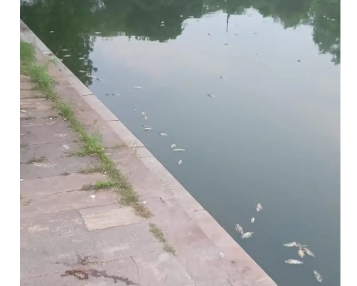 _लोहंदी तालाब में रहस्यमयी ढंग से मरी मिलीं मछलियां, दाना खिलाने पहुंचे लोग दंग_ _लोहंदी तालाब में रहस्यमयी ढंग से मरी मिलीं मछलियां, दाना खिलाने पहुंचे लोग दंग_