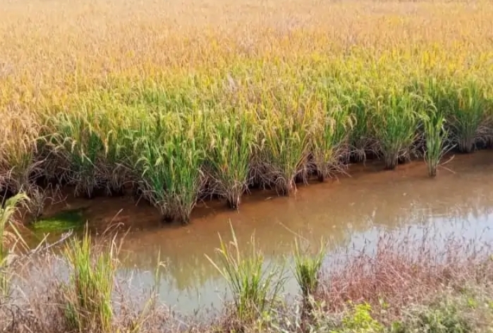 राजगढ़ विकासखंड में घाघर नहर का पानी निचले इलाकों में भर जाने से धान की फसल बर्बाद हो रही है। 