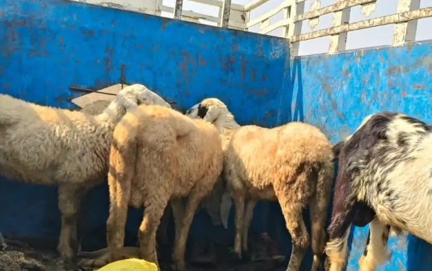 मिर्जापुर में भेड़ चोरी के शक में 11 लोग 9 घंटे बंधक, पुलिस ने सभी आरोपियों को किया गिरफ्तार