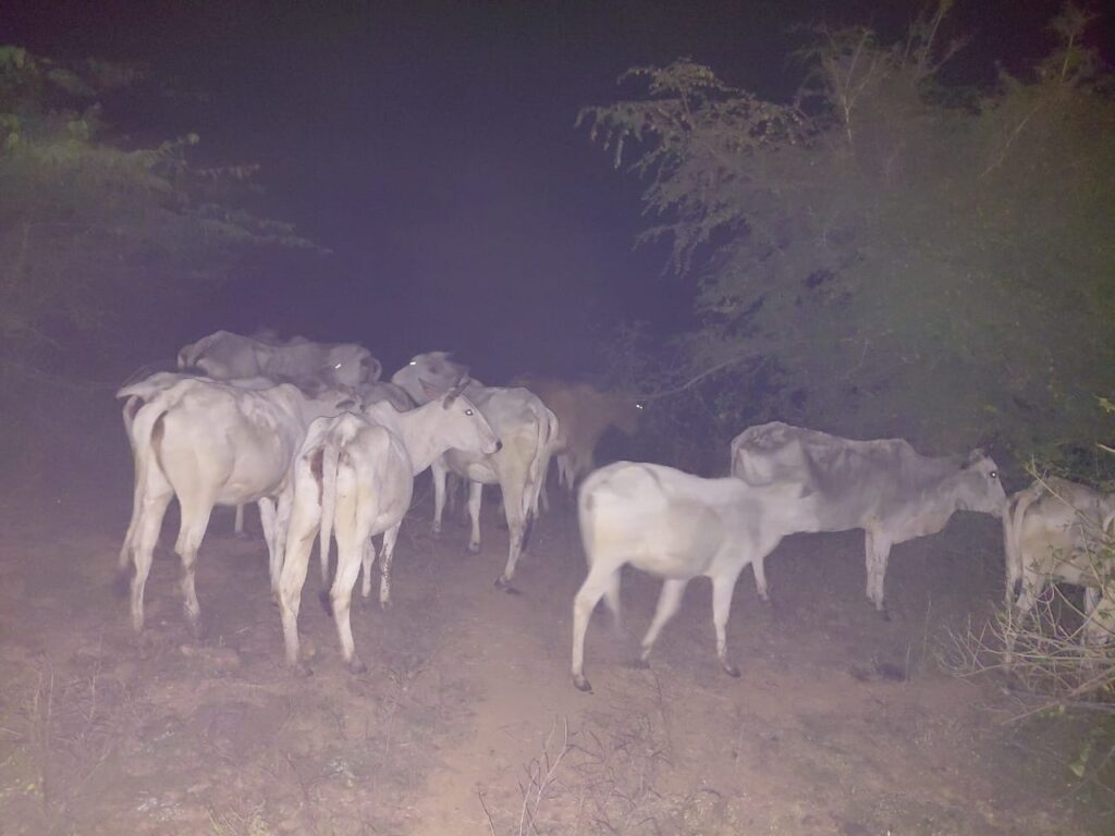 थाना अहरौरा पुलिस द्वारा शातिर गो-तस्कर पुलिस मुठभेड़ में घायल/गिरफ्तार, मौके से वध हेतु ले जाए जा रहे 21 राशि गोवंश तथा घटना में प्रयुक्त अवैध बन्दूक व कारतूस बरामद —