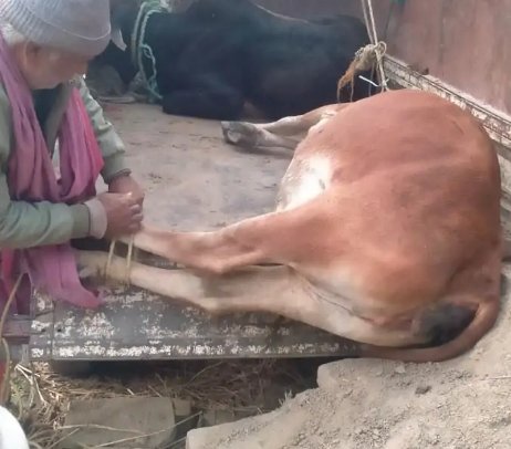 मीरजापुर के पहाड़ी विकासखंड के लोकापुर गांव में छुट्टा पशुओं का आतंक बढ़ गया है।
