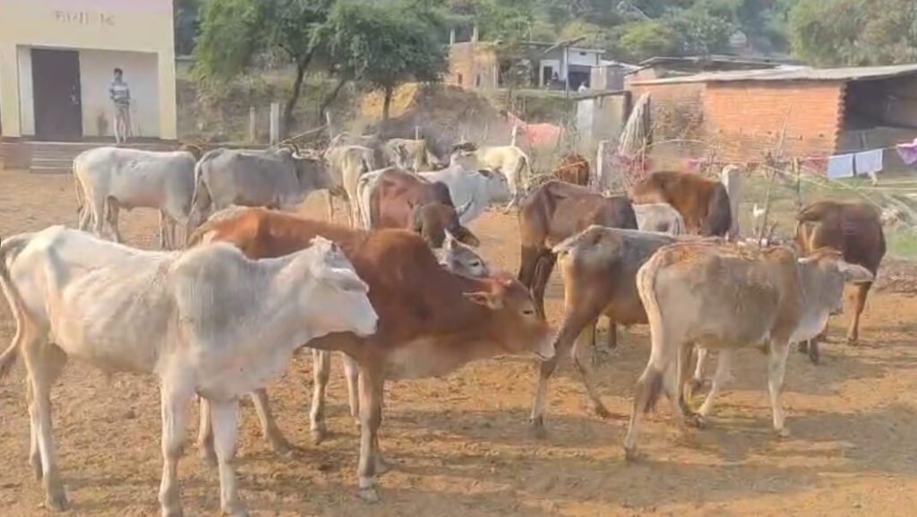 थाना रामपुर बरकोनिया पुलिस की कार्यवाई:- वध करने की नियत से जंगल के रास्ते बिहार लेकर जा रहे कुल 19 राशि गोवंश को पशु तस्करों के कब्जे से किया गया बरामद- थाना रामपुर बरकोनिया पुलिस की कार्यवाई:- वध करने की नियत से जंगल के रास्ते बिहार लेकर जा रहे कुल 19 राशि गोवंश को पशु तस्करों के कब्जे से किया गया बरामद-