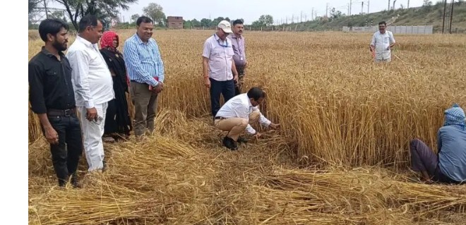 खेत बना जनसंवाद का मंच, SDM ने गेहूं काटकर उत्पादकता भी परखी खेत बना जनसंवाद का मंच, SDM ने गेहूं काटकर उत्पादकता भी परखी