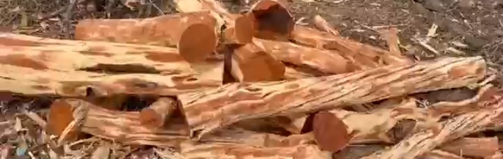 17 पेड़ों की अनुमति, लेकिन कट गए दोगुने से ज्यादा! वन विभाग की कार्यशैली पर उठे सवाल 