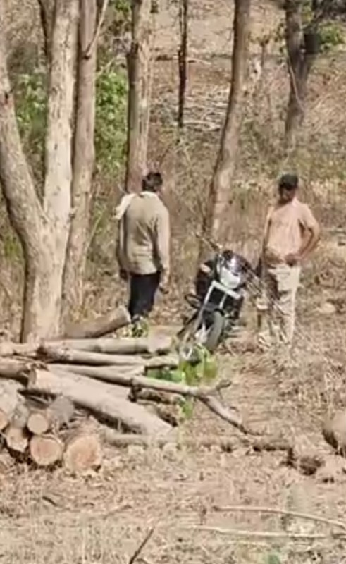 14 पेड़ों की अनुमति, सैकड़ों सागौन गायब: म्योरपुर वन रेंज में अवैध कटान से हड़कंप 14 पेड़ों की अनुमति, सैकड़ों सागौन गायब: म्योरपुर वन रेंज में अवैध कटान से हड़कंप