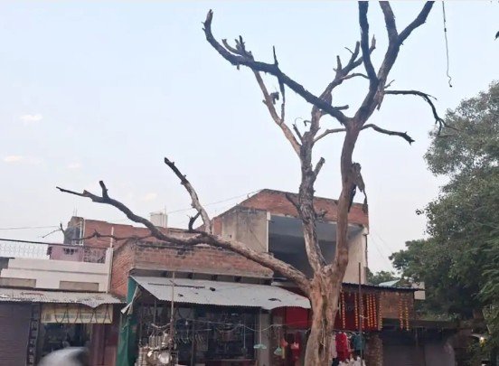 मिर्जापुर: अघवार चौराहे पर सूखा शीशम का पेड़ बना जानलेवा खतरा, ग्रामीणों ने जिलाधिकारी से लगाई गुहार