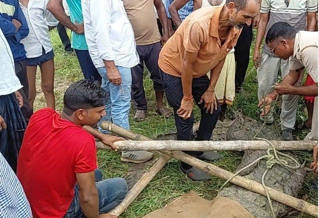 घर के पास विशालकाय मगरमच्छ मिलने से मचा हड़कंप, वन विभाग ने किया रेस्क्यू घर के पास विशालकाय मगरमच्छ मिलने से मचा हड़कंप, वन विभाग ने किया रेस्क्यू