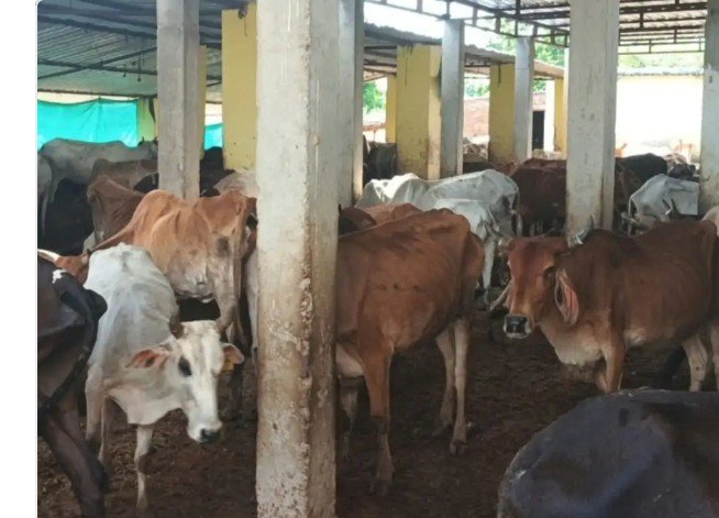 डीएम के निर्देश के बावजूद रसौली गो-आश्रय स्थल का नहीं हुआ स्थानांतरण डीएम के निर्देश के बावजूद रसौली गो-आश्रय स्थल का नहीं हुआ स्थानांतरण