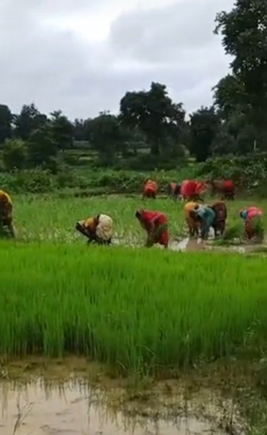 खेत की जुताई और धान की रोपाई को लेकर दो पक्ष आमने-सामने, विवाद बढ़ा खेत की जुताई और धान की रोपाई को लेकर दो पक्ष आमने-सामने, विवाद बढ़ा